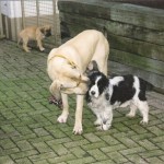 Santos en Rosco. Op de achtergrond staat Luna