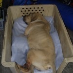 Santos overleed op 31 mei 2010