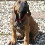 Sherrif - De nieuwe Fila Brasileiro